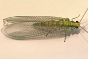 Lacewing (Apertochrysa edwardsi) (Apertochrysa edwardsi)